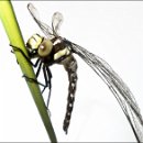 Foto-Forum BEFO-2014-  004